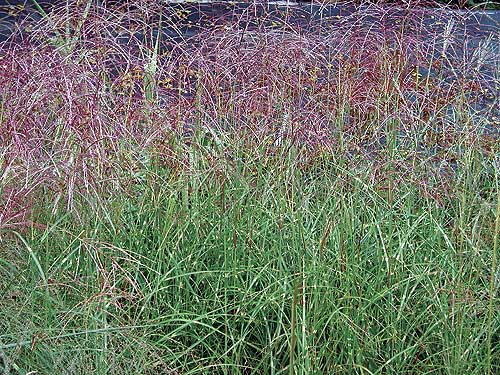 Dwarf Zebra Ornamental Grass