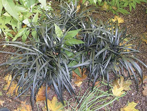 Black Mondo Ornamental Grass