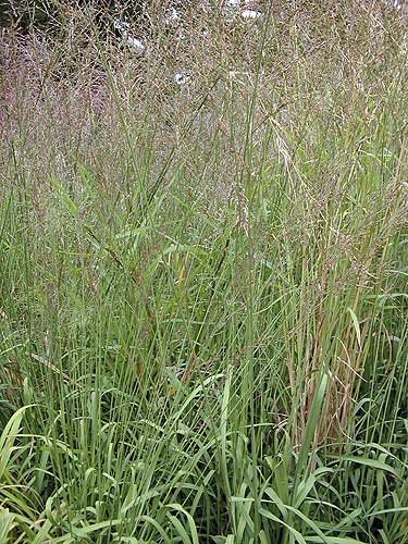 Switch Grass 'Prairie Sky' Ornamental Grass