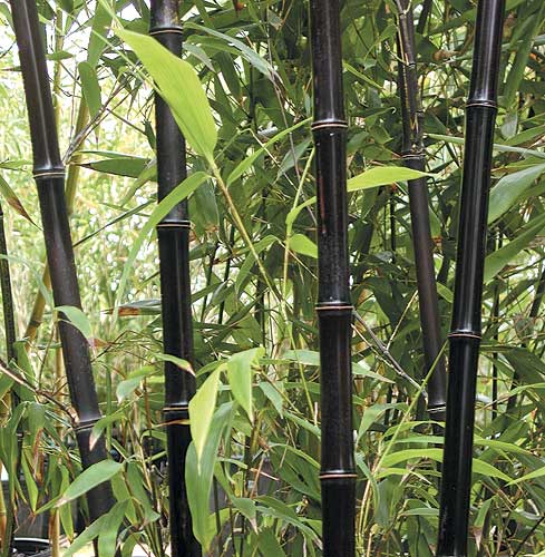Black Hardy Bamboo