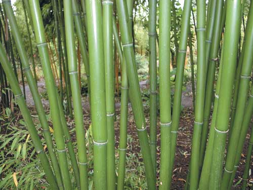 Red Margin Hardy Bamboo